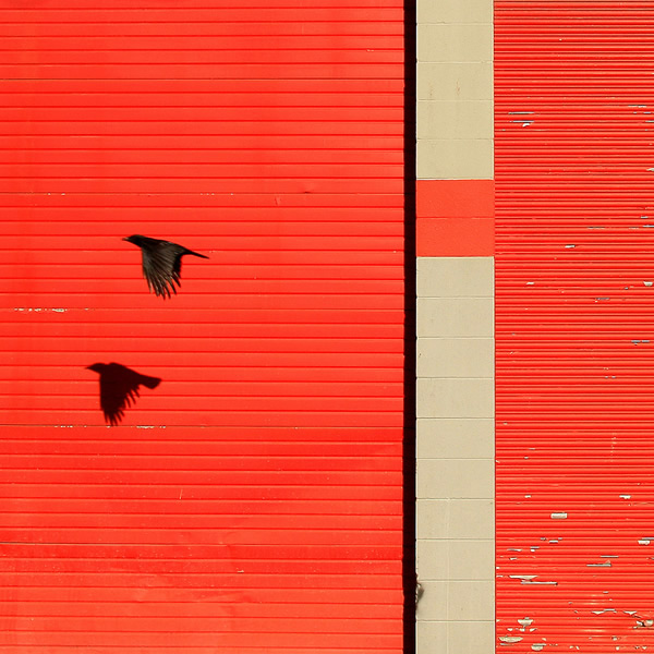 Birds in Street Photography