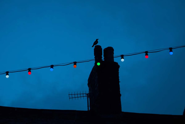 Birds in Street Photography