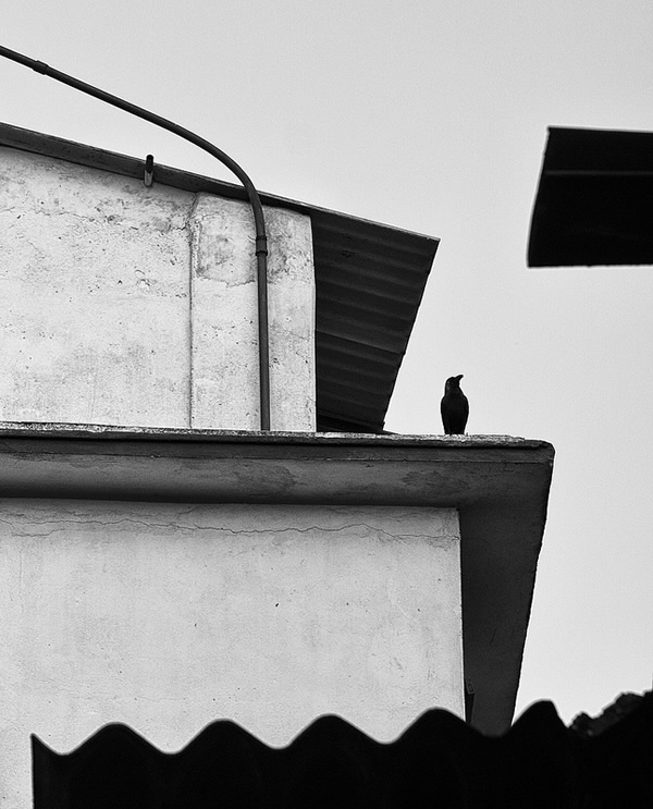 Birds in Street Photography
