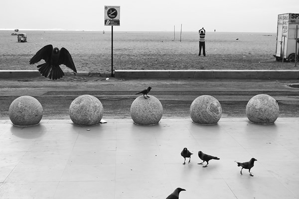 Birds in Street Photography