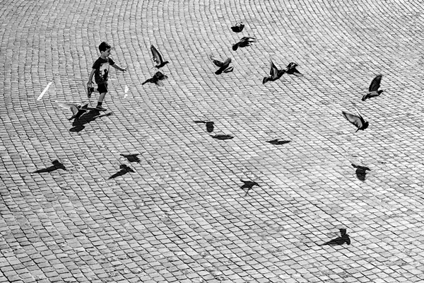 Birds in Street Photography