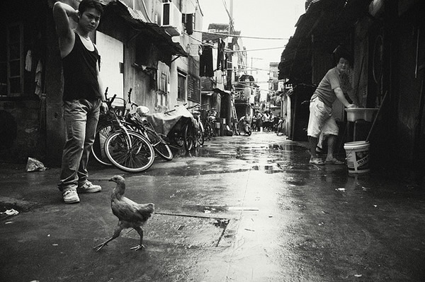 Birds in Street Photography