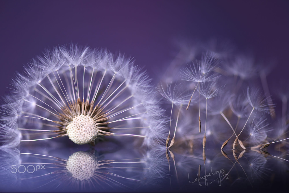 Macro Photography just like a beautiful poem by Lafugue Logos