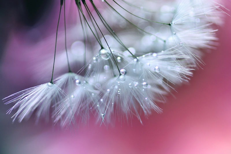 Mindblowing Macro Photography by Lafugue Logos (Sanae Matsuzaki)