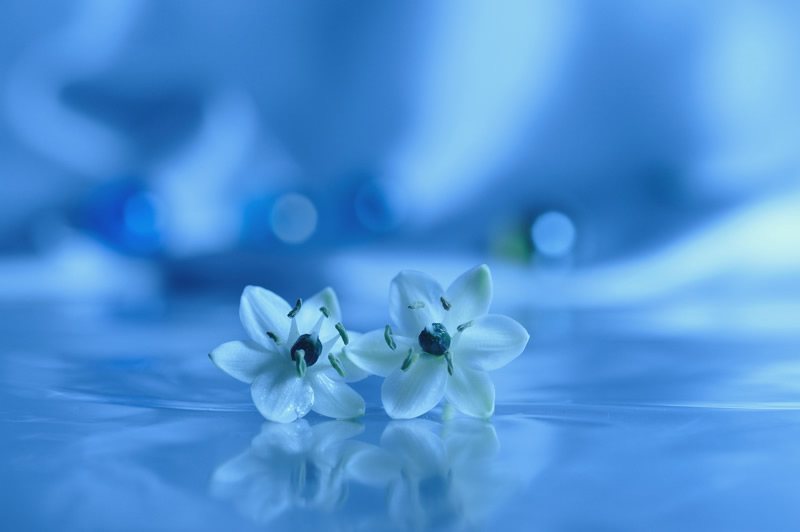 Mindblowing Macro Photography by Lafugue Logos (Sanae Matsuzaki)