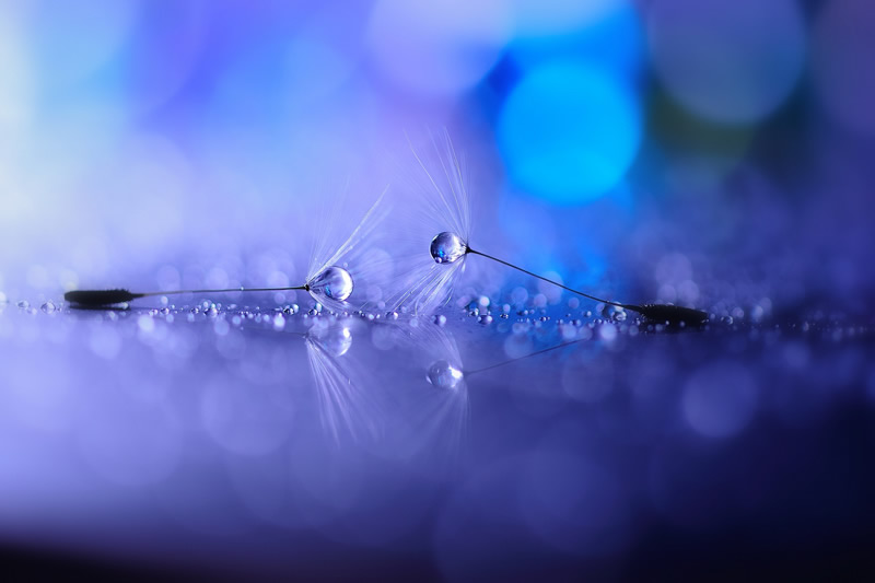 Mindblowing Macro Photography by Lafugue Logos (Sanae Matsuzaki)