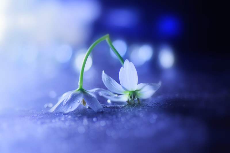 Mindblowing Macro Photography by Lafugue Logos (Sanae Matsuzaki)