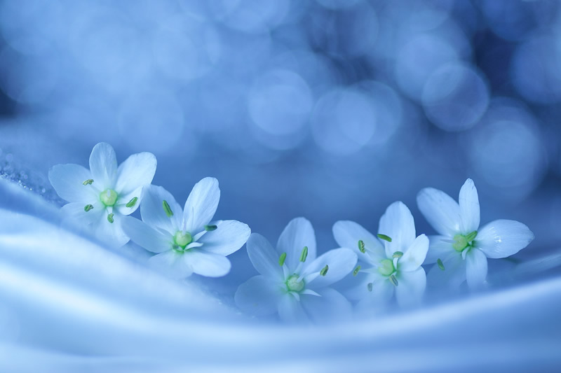 Mindblowing Macro Photography by Lafugue Logos (Sanae Matsuzaki)