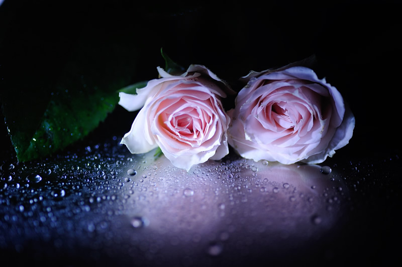 Mindblowing Macro Photography by Lafugue Logos (Sanae Matsuzaki)