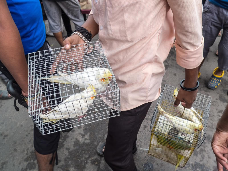 Galiff Street Pet Market Kolkata Photo Essay By Soumya Shankar Ghosal 121clicks Com