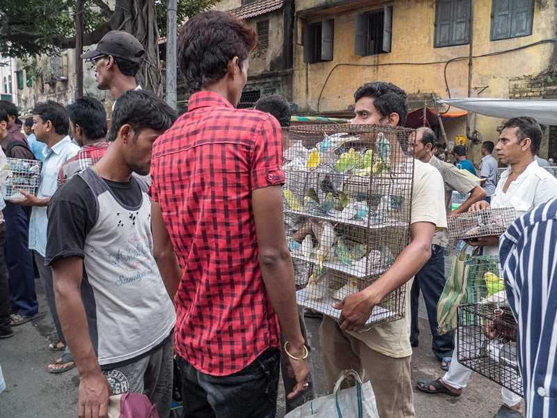 Galiff Street Pet Market Kolkata Photo Essay By Soumya Shankar Ghosal 121clicks Com