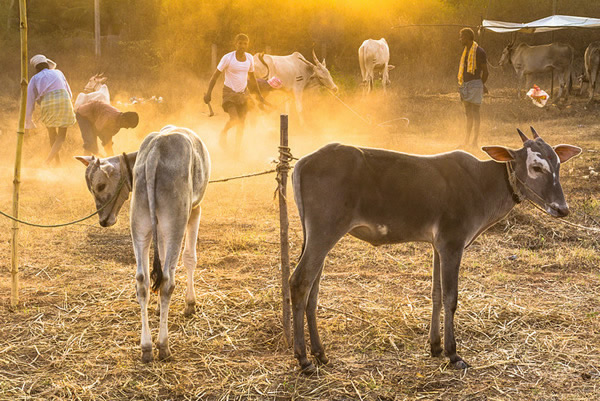 50 Extraordinary Photographs that can happen only in India