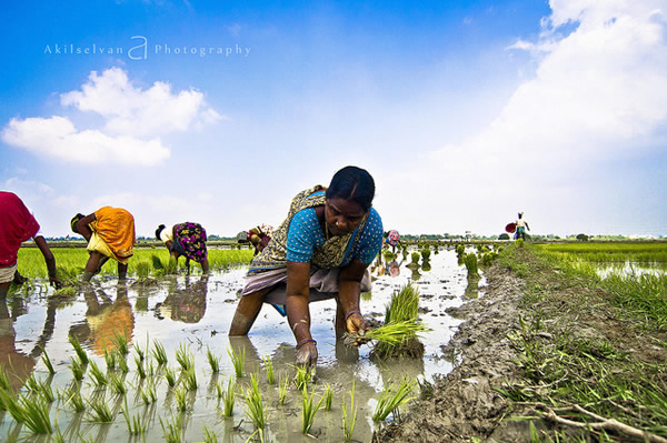 50 Extraordinary Photographs that can happen only in India