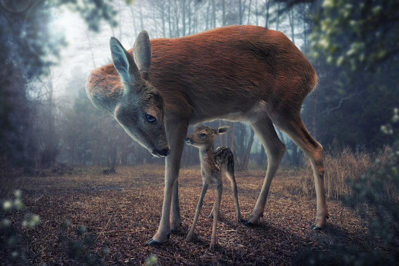 Most Creative Photo Manipulations by John Wilhelm