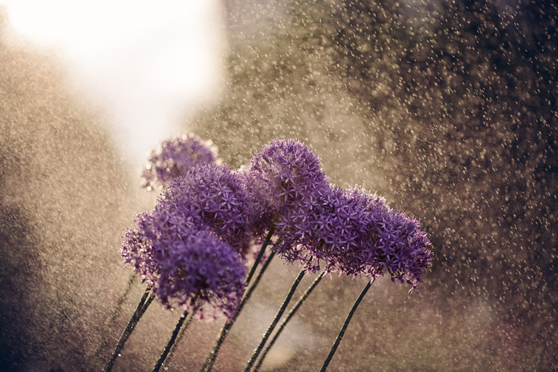 Dreamy and Bokehlicious Photography by Thuyhn
