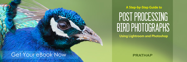 A Step-by-Step Guide to Post Processing Bird Photographs using Lightroom and Photoshop by Prathap: An eBook Review