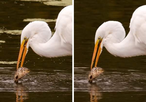 Post Processing Bird Photographs using Lightroom and Photoshop by