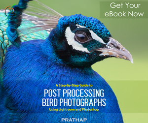 A Step-by-Step Guide to Post Processing Bird Photographs using Lightroom and Photoshop by Prathap: An eBook Review