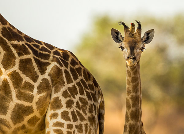 Why going on a safari will do more than just improve your photos by Jaco Marx