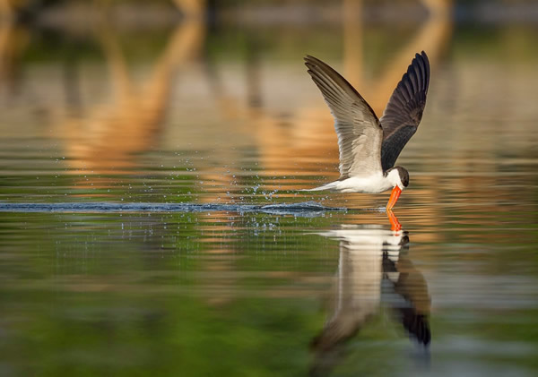 Why going on a safari will do more than just improve your photos by Jaco Marx