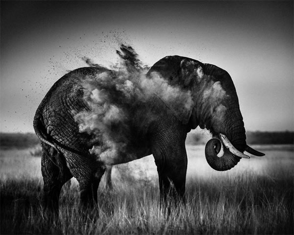 Unbelievable High Contrast B&W Photos Of African Wildlife By Laurent Baheux