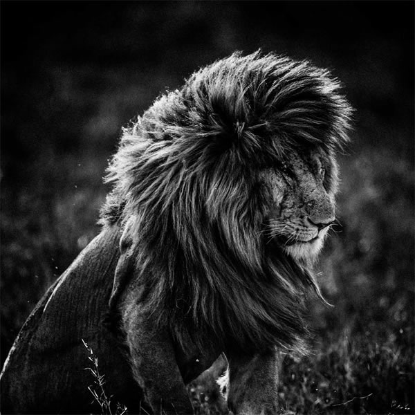 Unbelievable High Contrast B&W Photos Of African Wildlife By Laurent Baheux