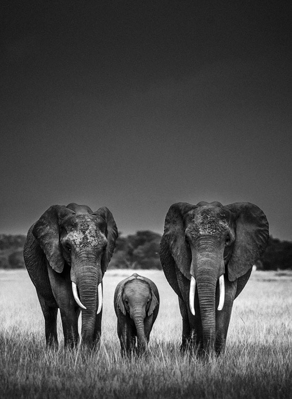 Black and White Wildlife Photography By Laurent Baheux