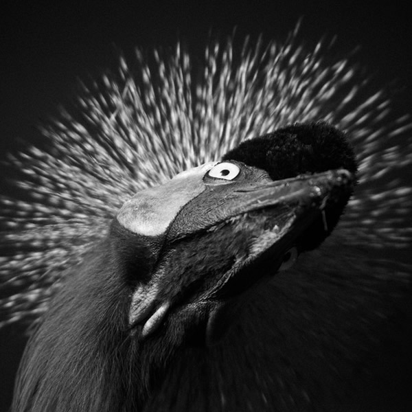 Black and White Wildlife Photography By Laurent Baheux