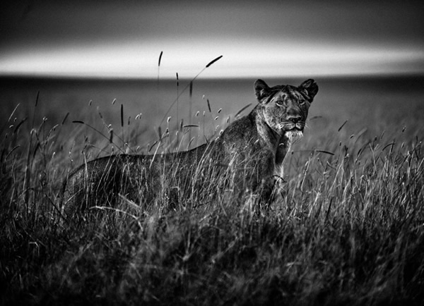 Black and White Wildlife Photography By Laurent Baheux