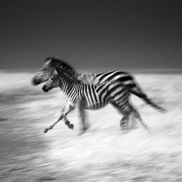 Black and White Wildlife Photography By Laurent Baheux