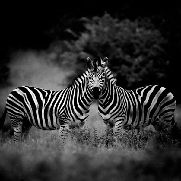 Black and White Wildlife Photography By Laurent Baheux