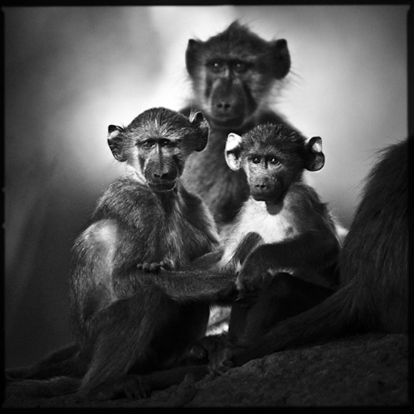 Black and White Wildlife Photography By Laurent Baheux