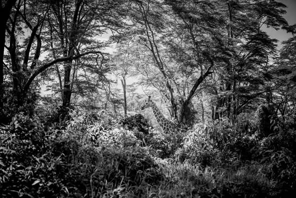 Black and White Wildlife Photography By Laurent Baheux