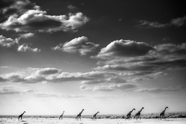 Black and White Wildlife Photography By Laurent Baheux