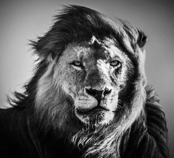 Black and White Wildlife Photography By Laurent Baheux