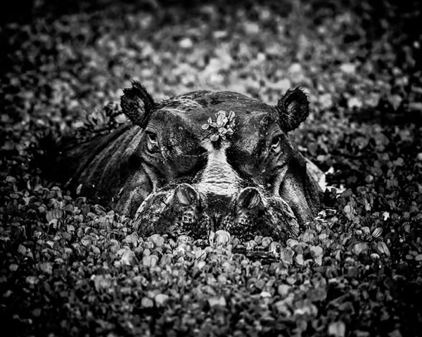 black and white photography animals