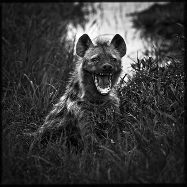 Black and White Wildlife Photography By Laurent Baheux