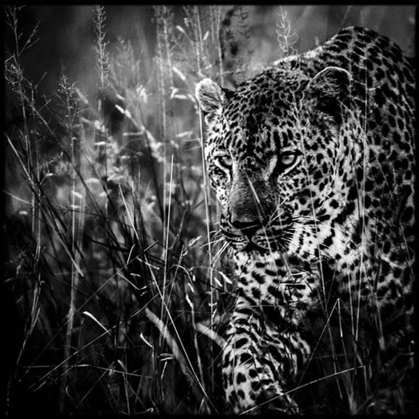 Black and White Wildlife Photography By Laurent Baheux