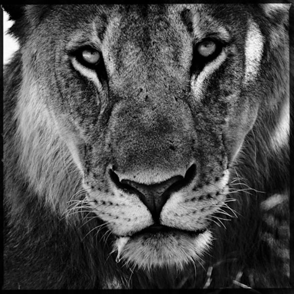 Black and White Wildlife Photography By Laurent Baheux