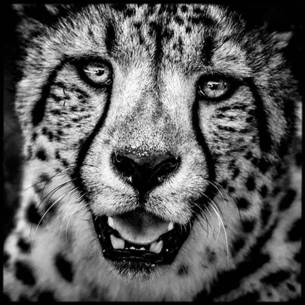 Black and White Wildlife Photography By Laurent Baheux