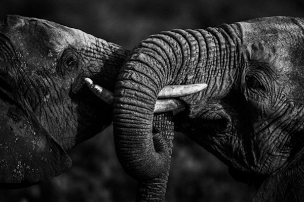 Black and White Wildlife Photography By Laurent Baheux