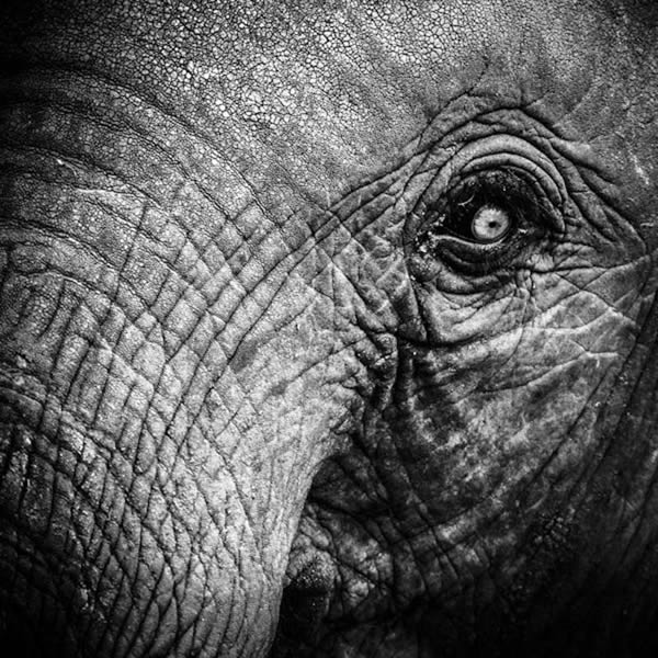 Black and White Wildlife Photography By Laurent Baheux