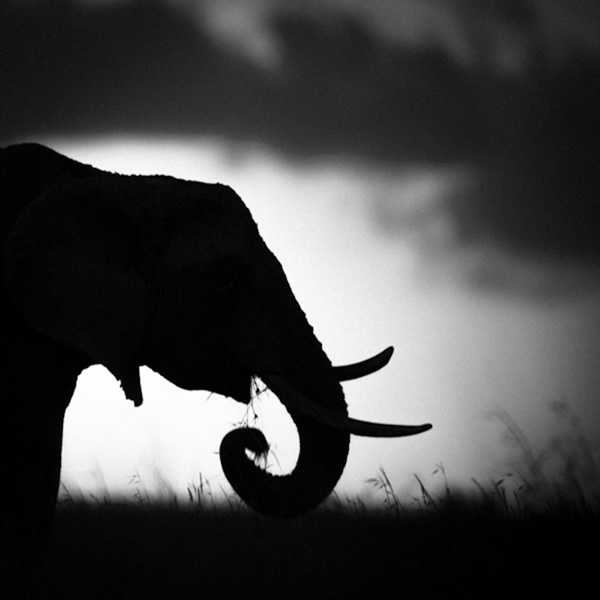 Black and White Wildlife Photography By Laurent Baheux