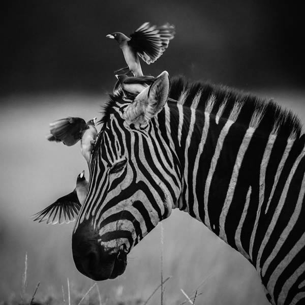 Black and White Wildlife Photography By Laurent Baheux