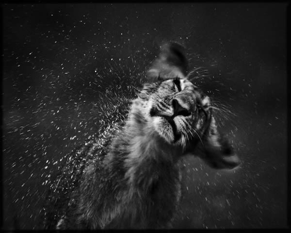 Black and White Wildlife Photography By Laurent Baheux