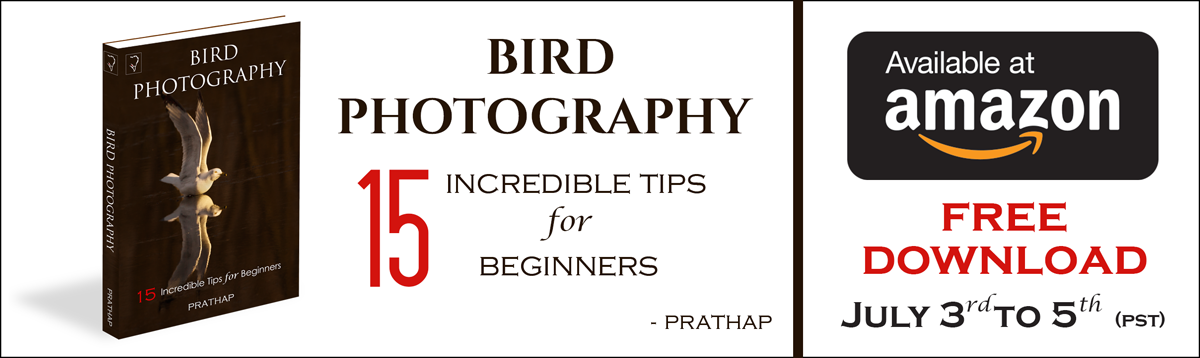 Bird Photography: 15 Incredible Tips for Beginners - An Ebook Review