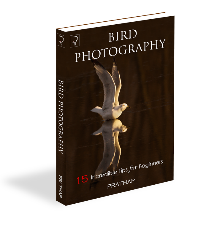 Bird Photography: 15 Incredible Tips for Beginners - An Ebook Review