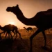 Camel herd silhouettes at sunset, India photographer desert shot