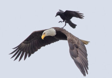 Crow Rides On The Back Of An Eagle