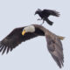 Crow Rides On The Back Of An Eagle
